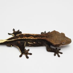 슈퍼스트라이프 다크 엠티백