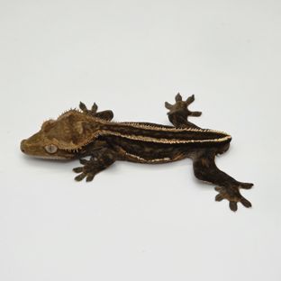 슈퍼스트라이프 다크 엠티백