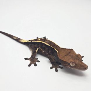 엠티백 카푸치노 핀스트라이프