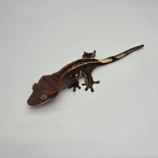 슈퍼스트라이프 다크 엠티백