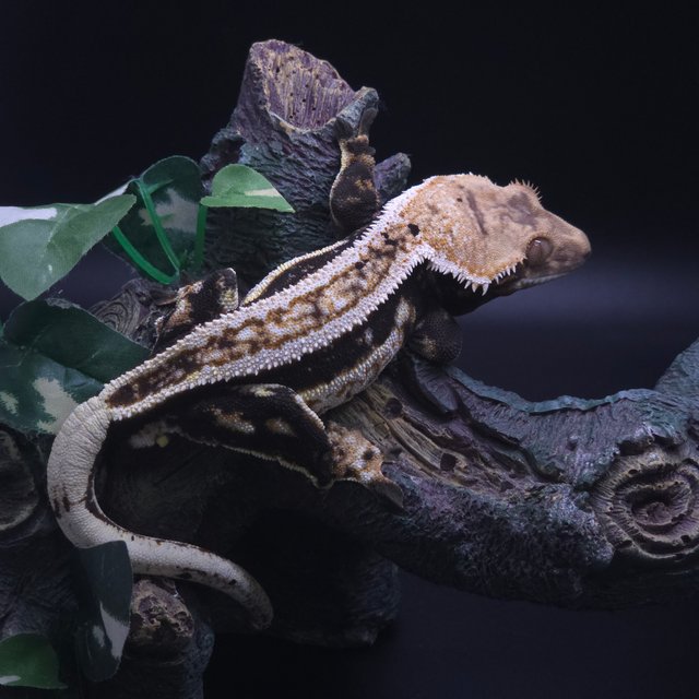 슈퍼스트라이프 핀스트라이프 트라이