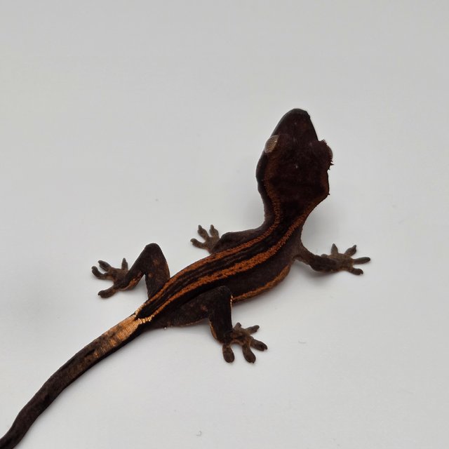 할로윈 다크 슈퍼스트라이프 엠티백