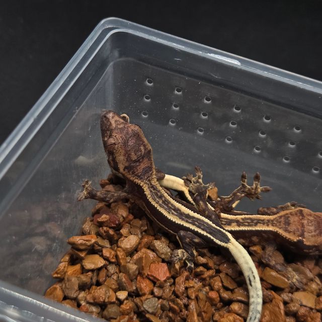 슈퍼스트라이프 다크 엠티백