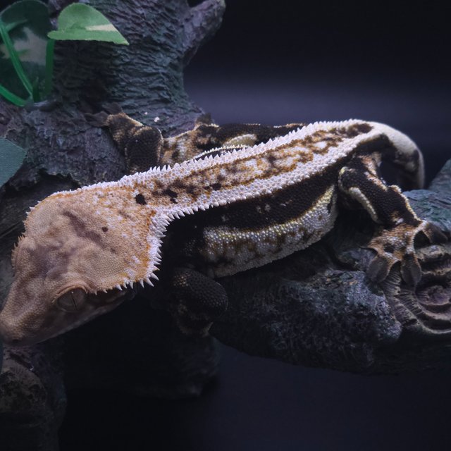 슈퍼스트라이프 핀스트라이프 트라이