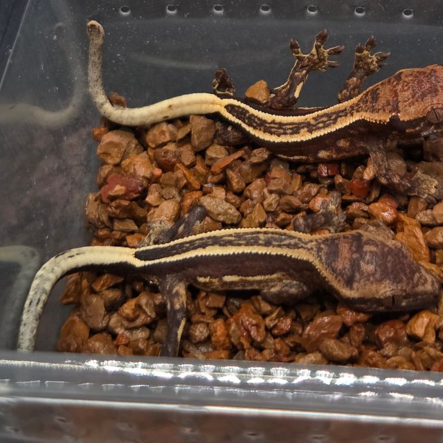 슈퍼스트라이프 다크 엠티백