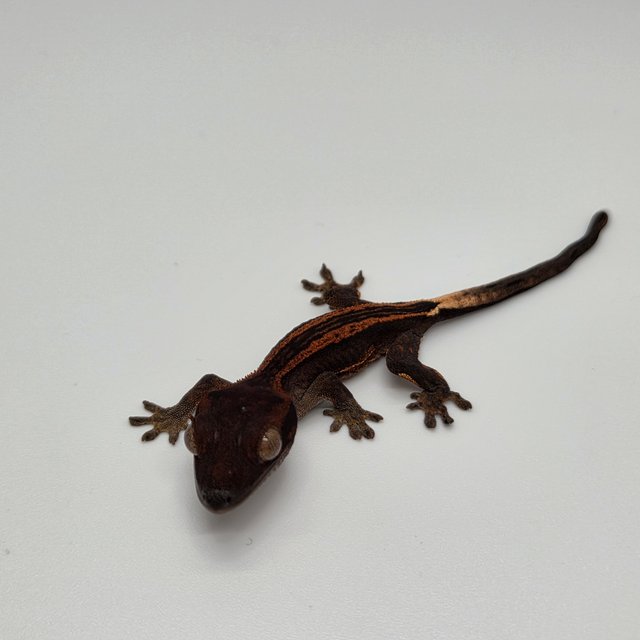 할로윈 다크 슈퍼스트라이프 엠티백