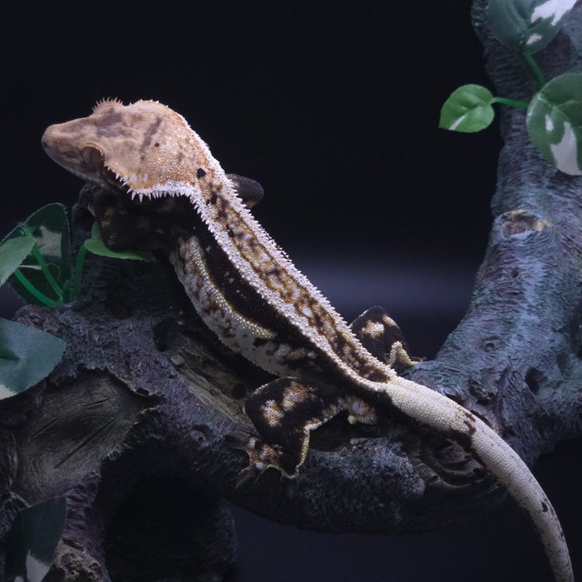 슈퍼스트라이프 핀스트라이프 트라이