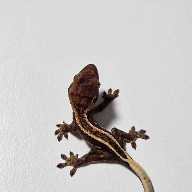 슈퍼스트라이프 다크 엠티백