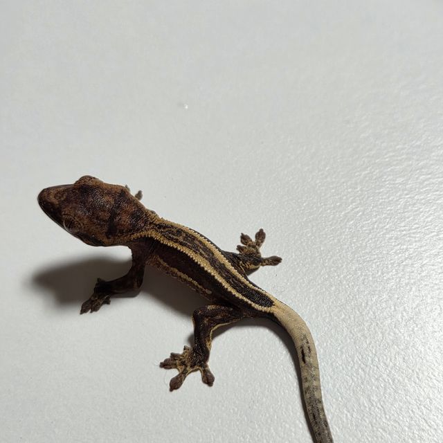 슈퍼스트라이프 다크 엠티백