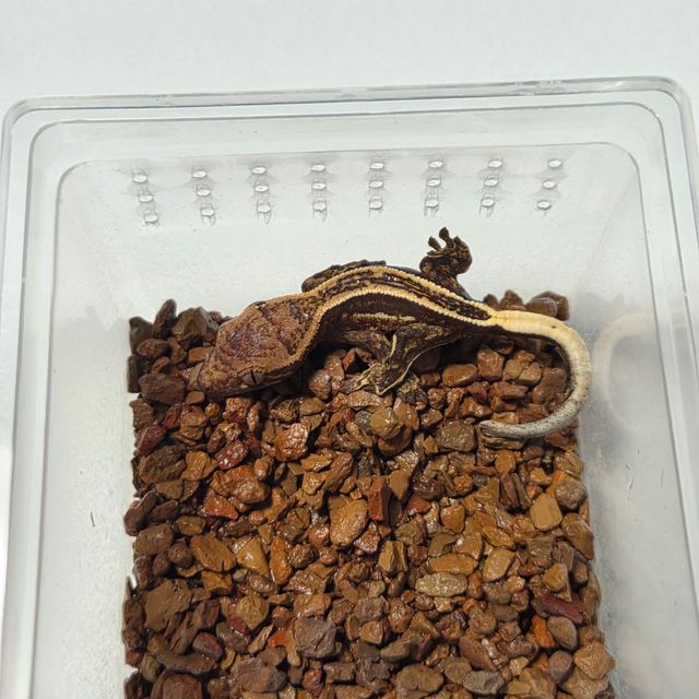 슈퍼스트라이프 다크 엠티백