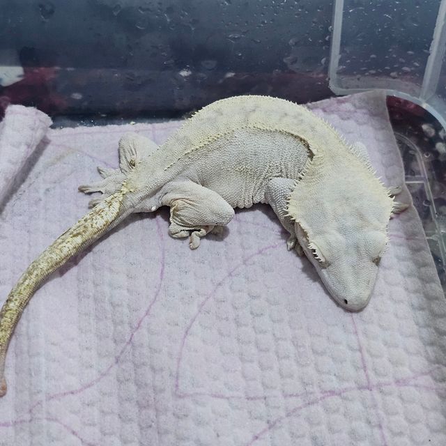 크림