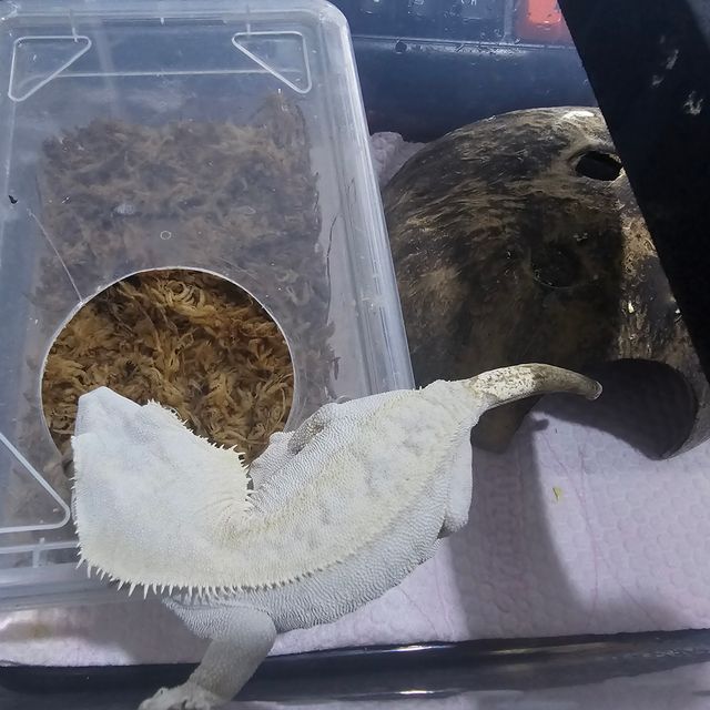 크림
