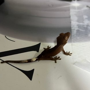 챠콜 팬텀 카푸치노