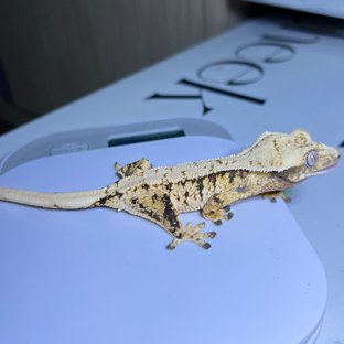 노멀 드리피 트라이 익스트림할리퀸