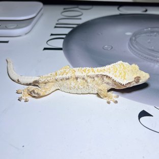 노멀 트라이 드리피 화이트스팟