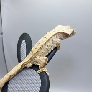 노멀 드리피 화이트스팟