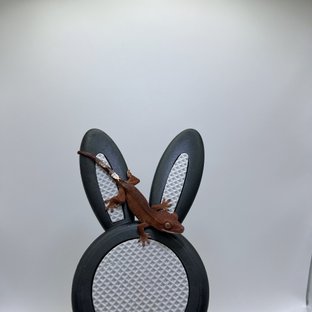 다크 레드 팬텀 카푸치노