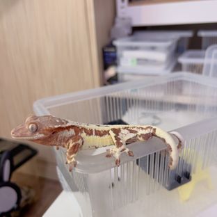 프라푸치노 레드
