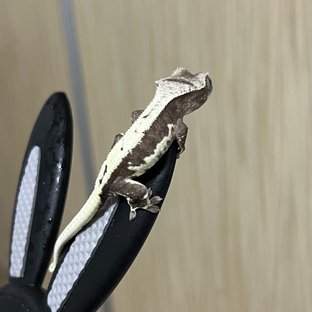 릴잔틱