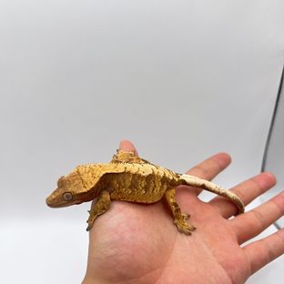 노멀 트라이 익스트림할리퀸