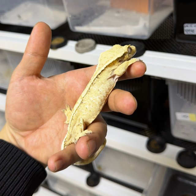 노멀 트라이 익스트림할리퀸 화이트스팟