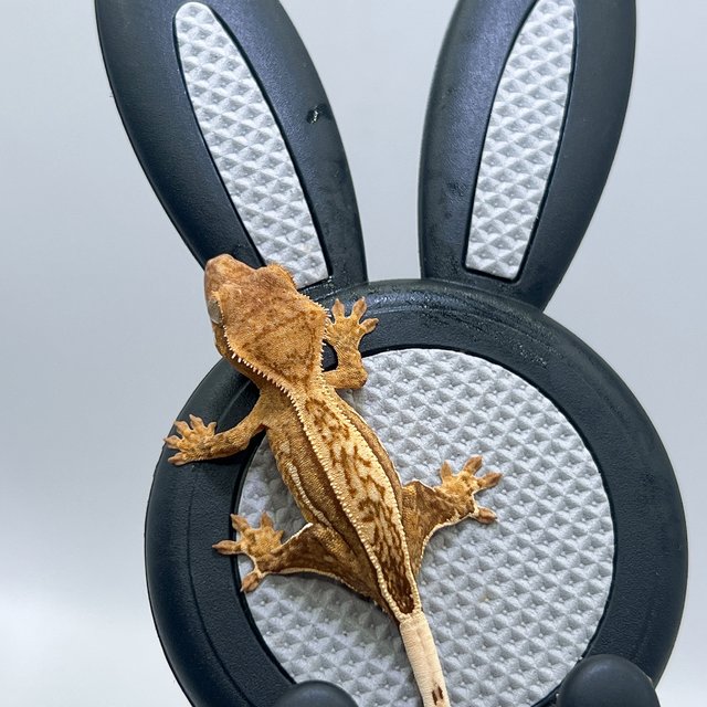 노멀 쿼드 크림시클