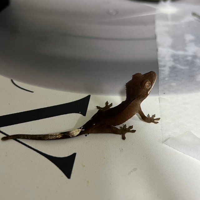 챠콜 팬텀 카푸치노