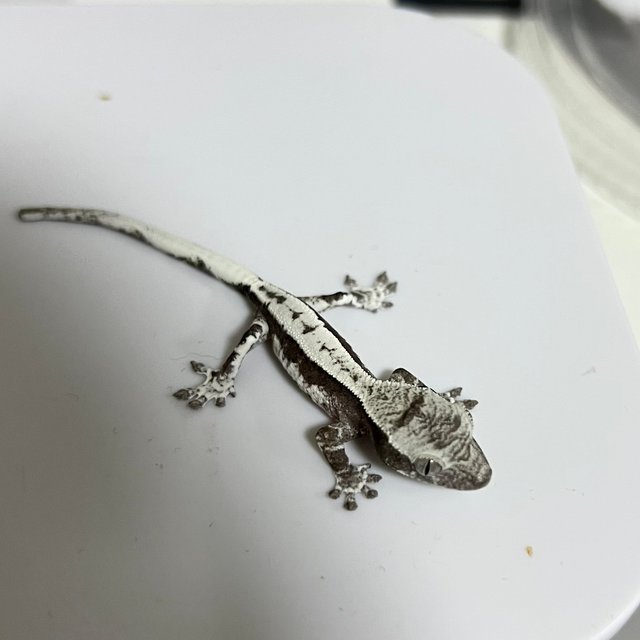 세이블 릴잔틱 릴리 세이블 아잔틱