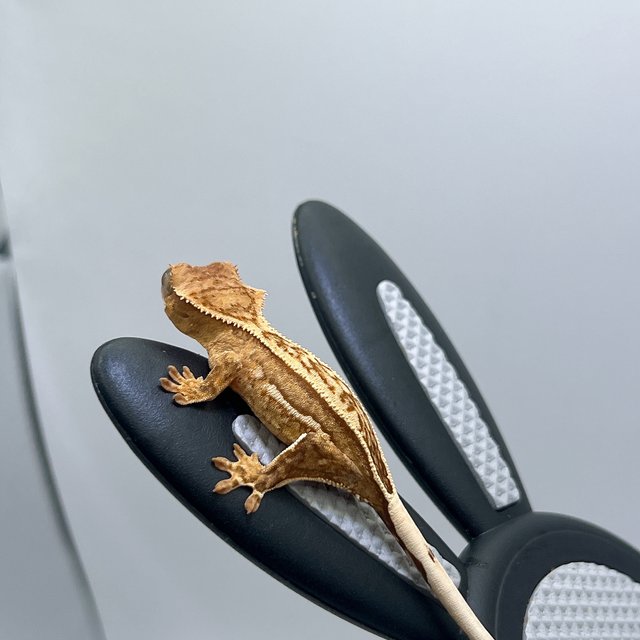 노멀 쿼드 크림시클