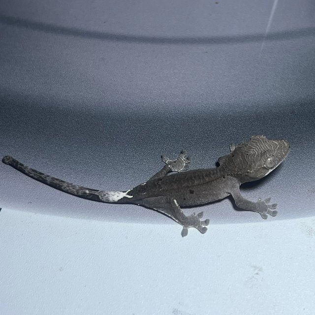 카푸치노 팬텀 아잔틱