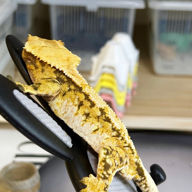 노멀 트라이 익스트림할리퀸