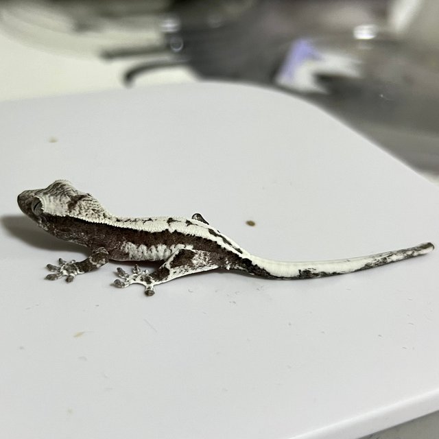 세이블 릴잔틱 릴리 세이블 아잔틱