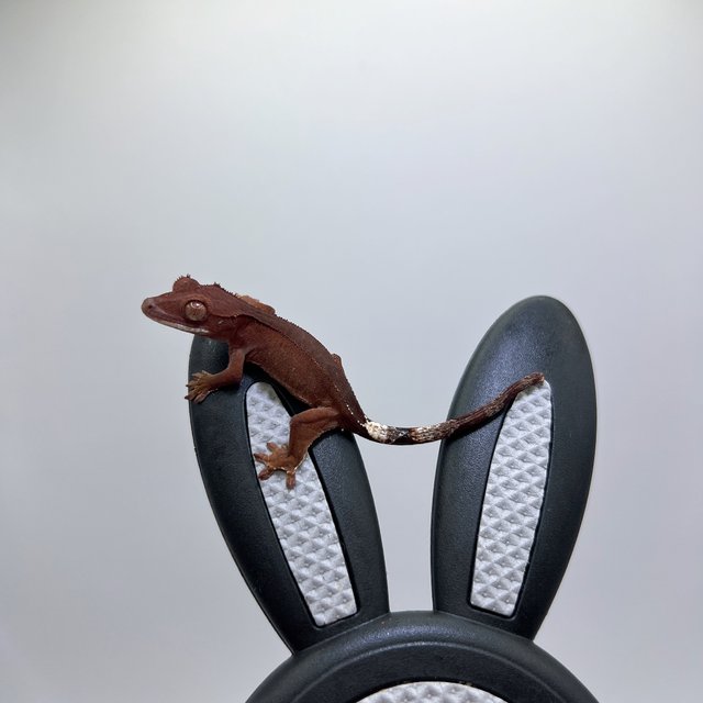 다크 레드 팬텀 카푸치노