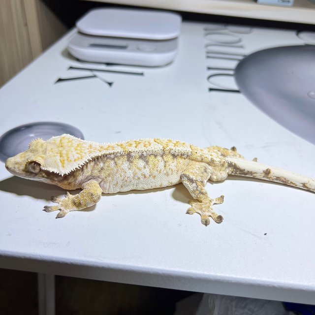 노멀 트라이 드리피 화이트스팟