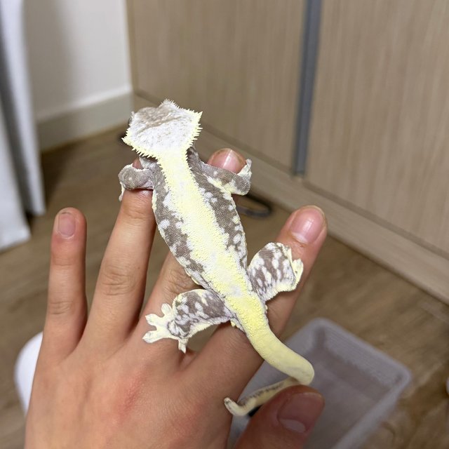 릴잔틱 솔리드백