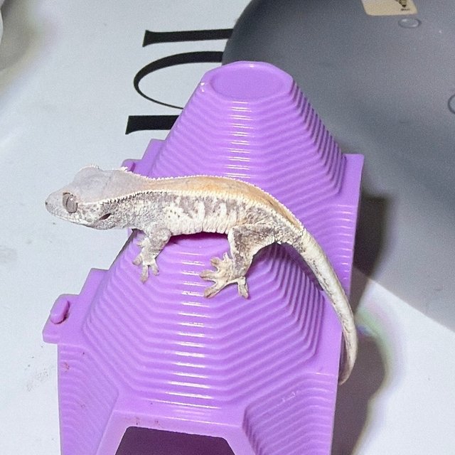 솔리드백 릴리 세이블