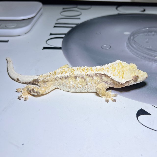 노멀 트라이 드리피 화이트스팟