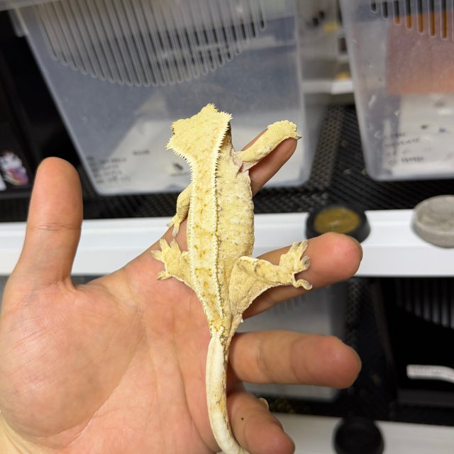 노멀 트라이 익스트림할리퀸 화이트스팟