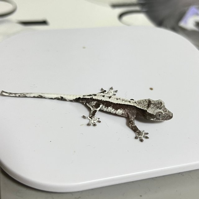 세이블 릴잔틱 릴리 세이블 아잔틱