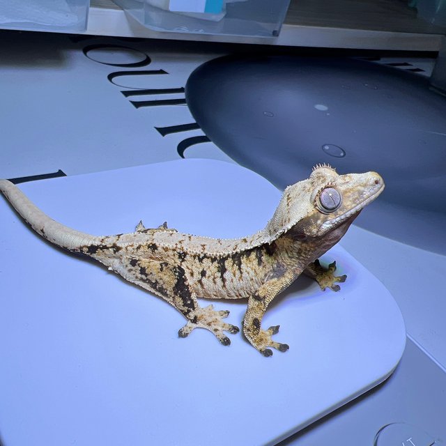 노멀 드리피 트라이 익스트림할리퀸