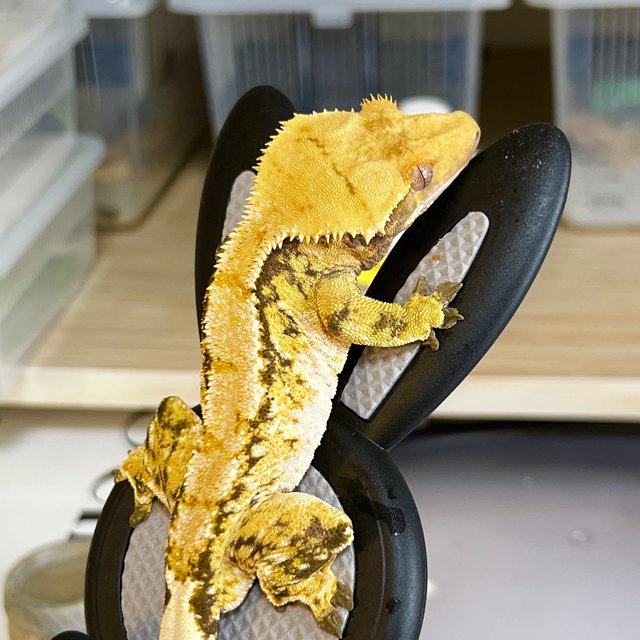 노멀 트라이 익스트림할리퀸