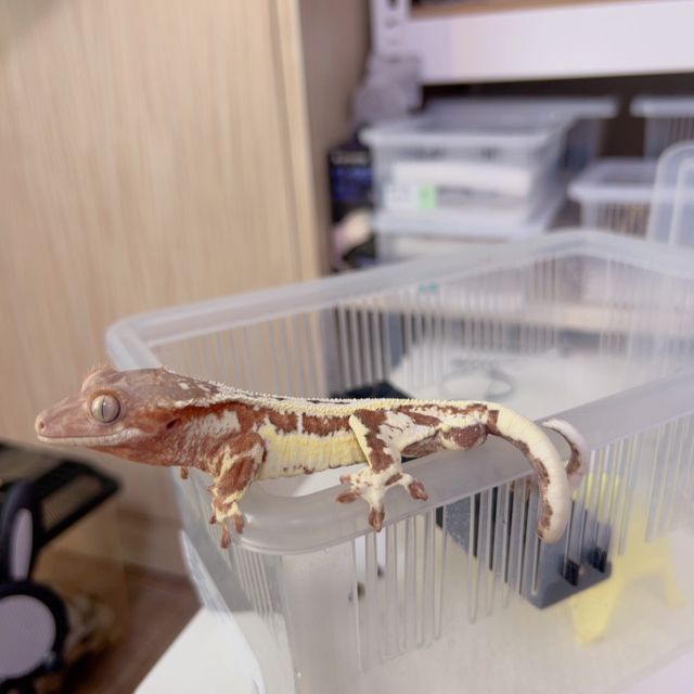 프라푸치노 레드