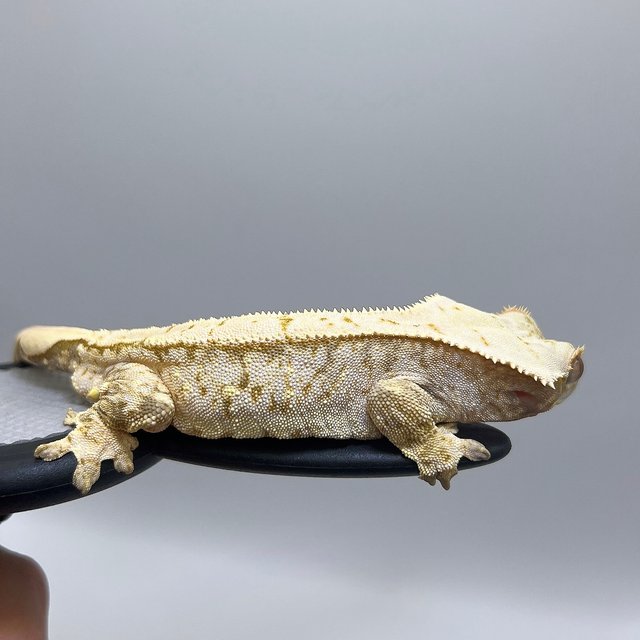 노멀 드리피 화이트스팟