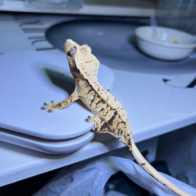 노멀 드리피 트라이 익스트림할리퀸