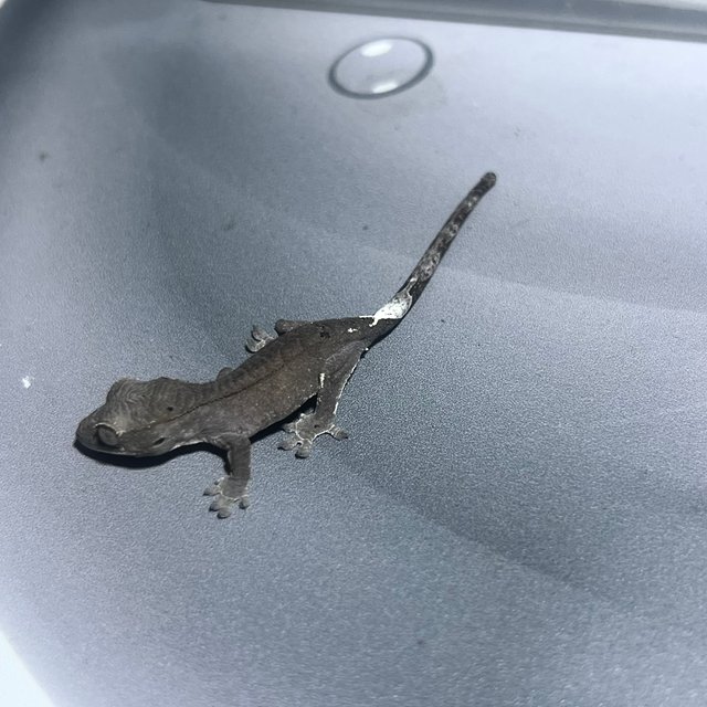 카푸치노 팬텀 아잔틱