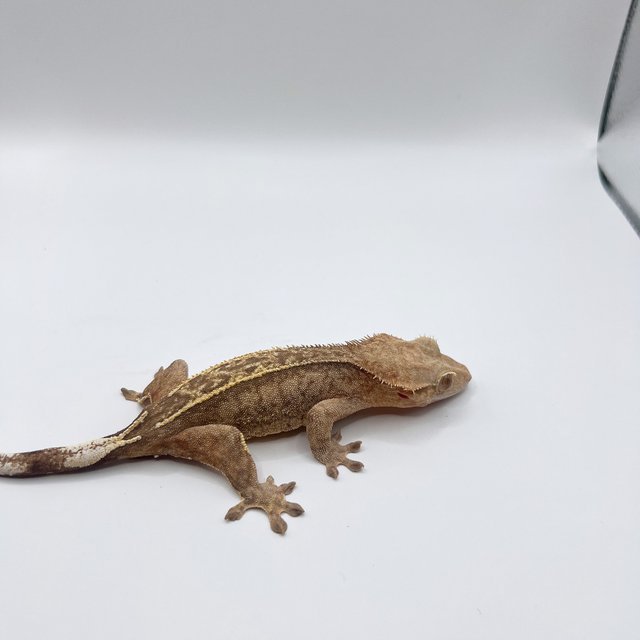 노멀 엠티백