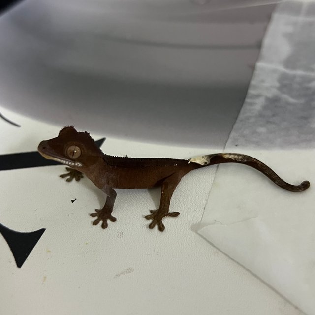 챠콜 팬텀 카푸치노