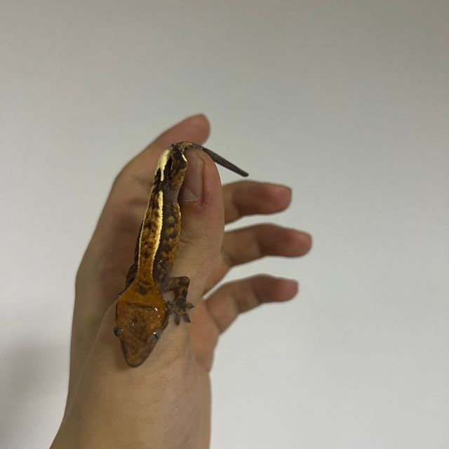 세이블