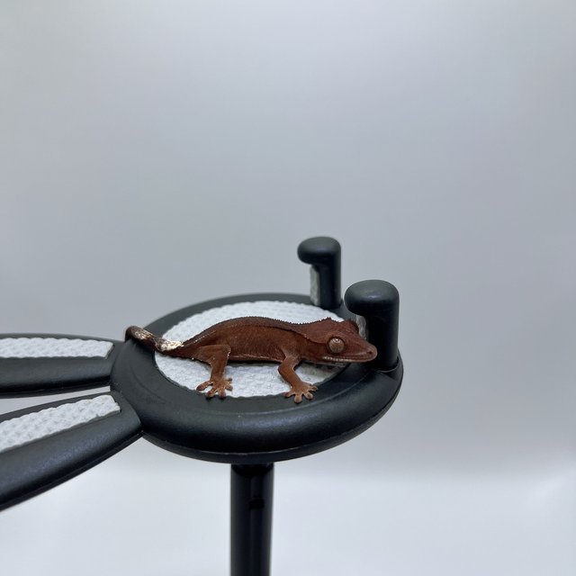 다크 레드 팬텀 카푸치노