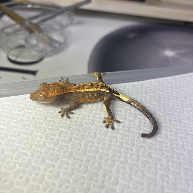 세이블